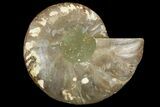 Cut & Polished Ammonite Fossil (Half) - Madagascar #158025-1